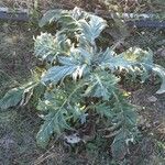 Cynara cardunculus Folla