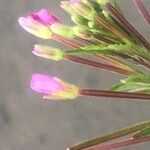 Epilobium parviflorum Flower