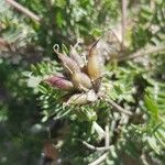 Oxytropis campestris Frukt