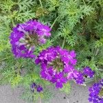 Verbena tenera 花