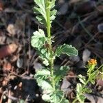 Jacobaea erucifolia Blatt