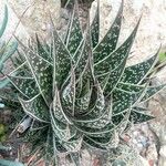 Aloe variegata Φύλλο