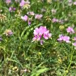 Coronilla varia Blomst