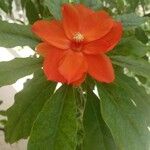 Pereskia bleo Flor