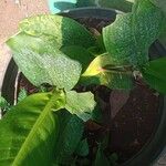 Dieffenbachia parlatorei Leht