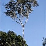 Schefflera morototoni Hábito