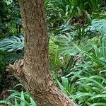 Fuchsia paniculata 树皮
