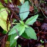 Symphyotrichum lanceolatum ഇല