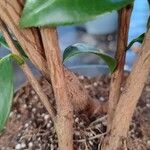 Camellia japonica Φλοιός