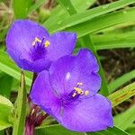 Tradescantia virginiana Flower