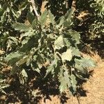 Quercus ithaburensis 叶