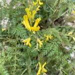 Corydalis cheilanthifolia Flor