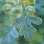 Teucrium botrys ഇല