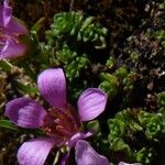 Saxifraga oppositifolia Hoja