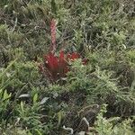 Tillandsia fendleri Flower