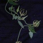 Oxypetalum warmingii Flor