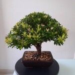 Eugenia mattosii Hoja