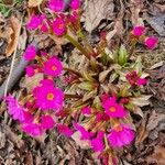 Primula rosea Hoja