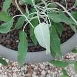 Salvia discolor Leaf