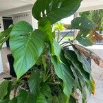 Monstera lechleriana Ліст