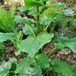 Cardiocrinum giganteum Blatt