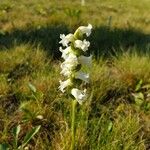 Spiranthes cernua Flower