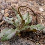 Wahlenbergia lobelioides Leaf