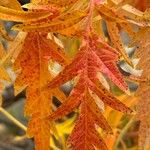 Quercus coccinea Leaf