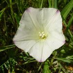 Calystegia purpurata 花