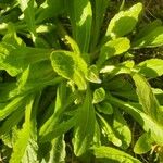 Erigeron pulchellus Leaf