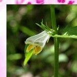 Melampyrum pratense Floare