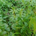 Galium verrucosum पत्ता