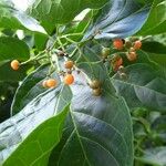 Ehretia cymosa Fruit