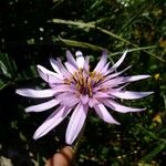 Tragopogon hybridus Otro