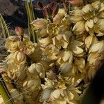 Yucca schidigera Floare