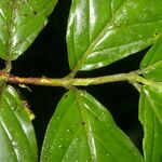 Bertiera bracteosa Leaf