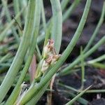 Juncus heterophyllus Övriga