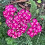 Achillea distansFlower