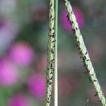 Paspalum distichum Flower