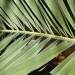 Phoenix canariensis Hoja