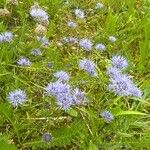 Jasione montanaFlower