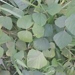 Neustanthus phaseoloides पत्ता