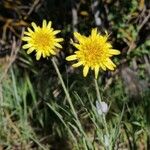 Scorzonera aristata 花