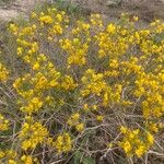 Senna artemisioides Blüte