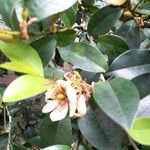 Magnolia figo Квітка