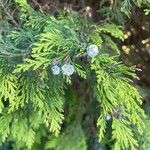 Chamaecyparis lawsoniana Frucht