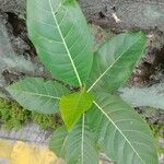 Ficus septica Folla