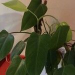 Philodendron hederaceum  var kirkbridei 叶