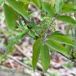 Sambucus palmensis Flower