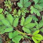 Mimosa pudicaBlad